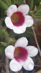 Pachypodium bispinosum