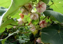 Dombeya pulchra