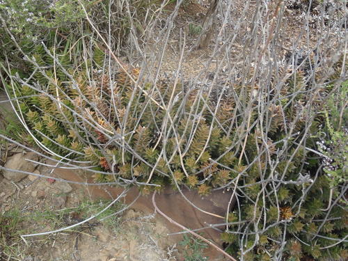 Astroloba foliolosa