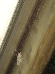 Xestocephalus similis