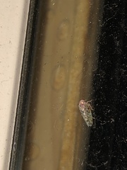 Xestocephalus similis