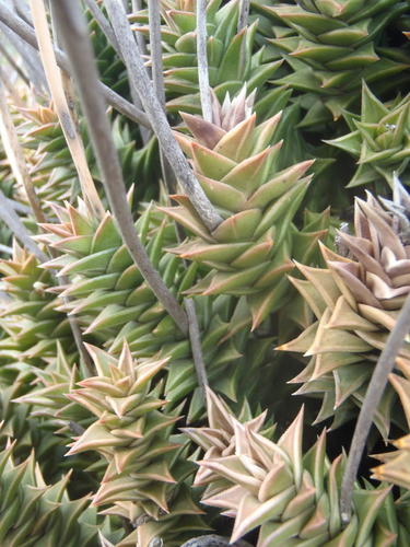 Astroloba foliolosa