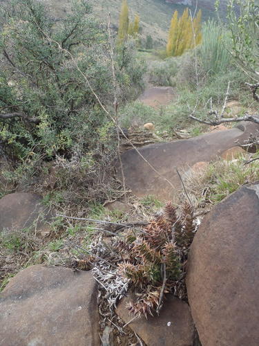 Astroloba foliolosa