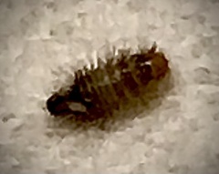 Anthrenus scrophulariae