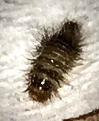 Anthrenus scrophulariae