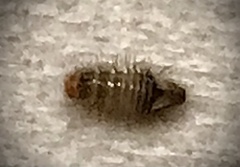 Anthrenus scrophulariae