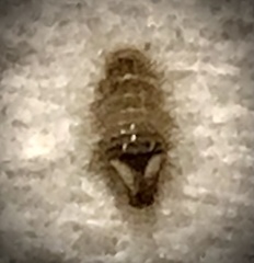 Anthrenus scrophulariae