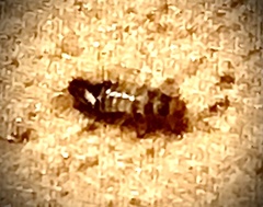 Anthrenus scrophulariae