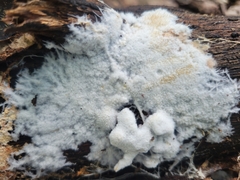 Hydnocristella himantia