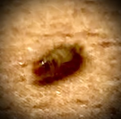 Anthrenus scrophulariae