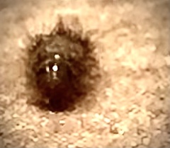 Anthrenus scrophulariae