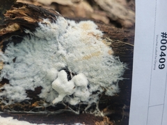 Hydnocristella himantia