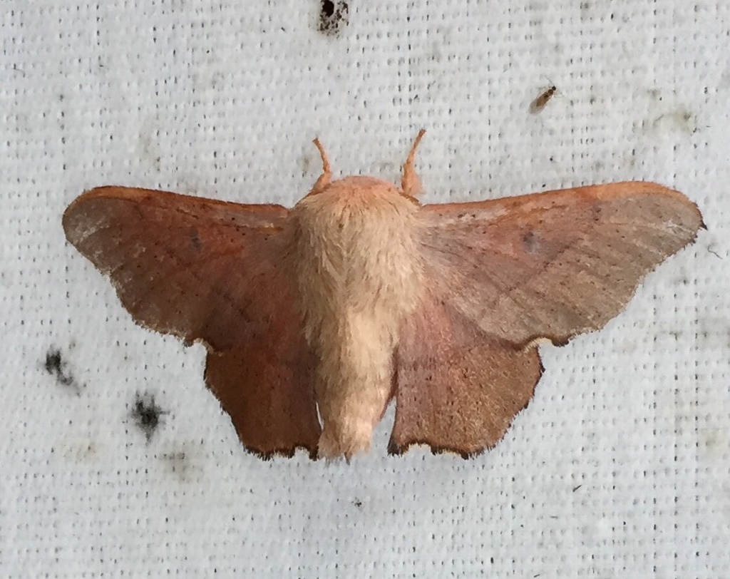 Lacosoma arizonicum