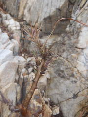 Pachypodium