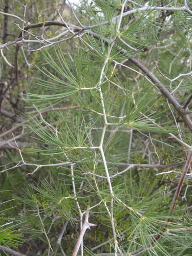 Asparagus retrofractus L.