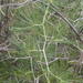 Asparagus retrofractus - Photo (c) Nicola van Berkel, algunos derechos reservados (CC BY-SA), subido por Nicola van Berkel