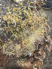 Gliocladium polyporicola