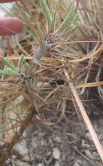 Pachypodium