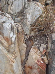 Pachypodium