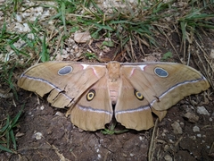 Antheraea godmani