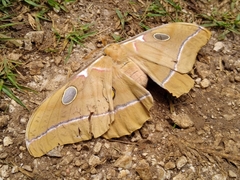Antheraea godmani