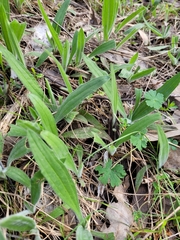 Plantago varia