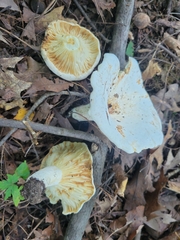 Lactifluus subvellereus