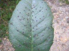 Elaeodendron croceum