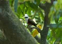 Garrulax leucolophus