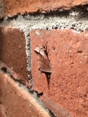 Bellura densa