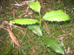 Elaeodendron croceum