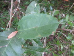 Elaeodendron croceum