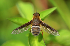 Exoprosopa rostrifera