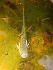 Triturus carnifex