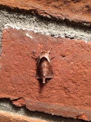 Bellura densa