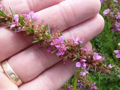 Ammannia sagittifolia