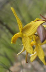 Cyanella lutea lutea