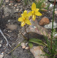 Cyanella lutea lutea