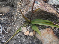 Cyanella lutea lutea