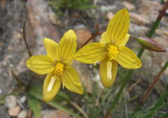 Cyanella lutea lutea