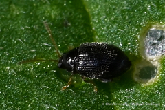 Epitrix fuscula