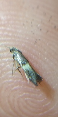 Elachista bisulcella