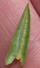 Ammannia sagittifolia