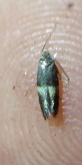 Elachista bisulcella
