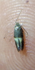 Elachista bisulcella