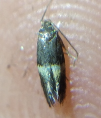 Elachista bisulcella