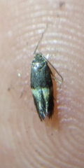 Elachista bisulcella