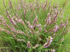 Ammannia sagittifolia