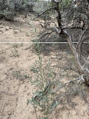 Chenopodium leptophyllum