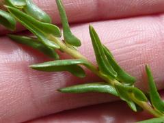 Ammannia sagittifolia